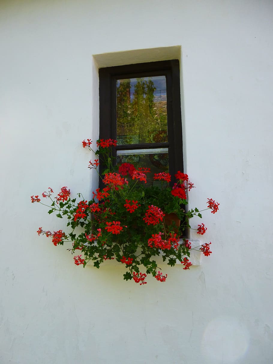 geranium, window, red flower, plant, flowering plant, nature HD wallpaper