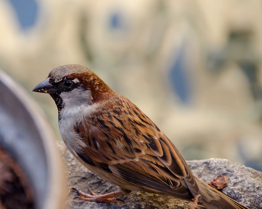 sparrow, bird, nature, sparrows, feather, close, birds, plumage HD wallpaper