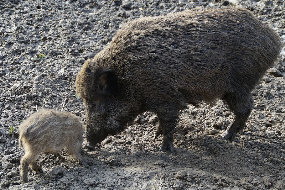bache, boar, launchy, quagmire, mud, muddy, boggy, deer park HD wallpaper