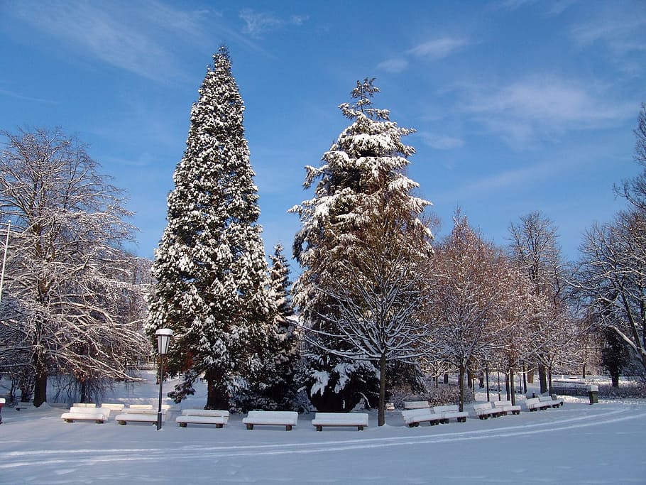 park, winter, snow, landscape, tree, trees, firs, away, bank HD wallpaper