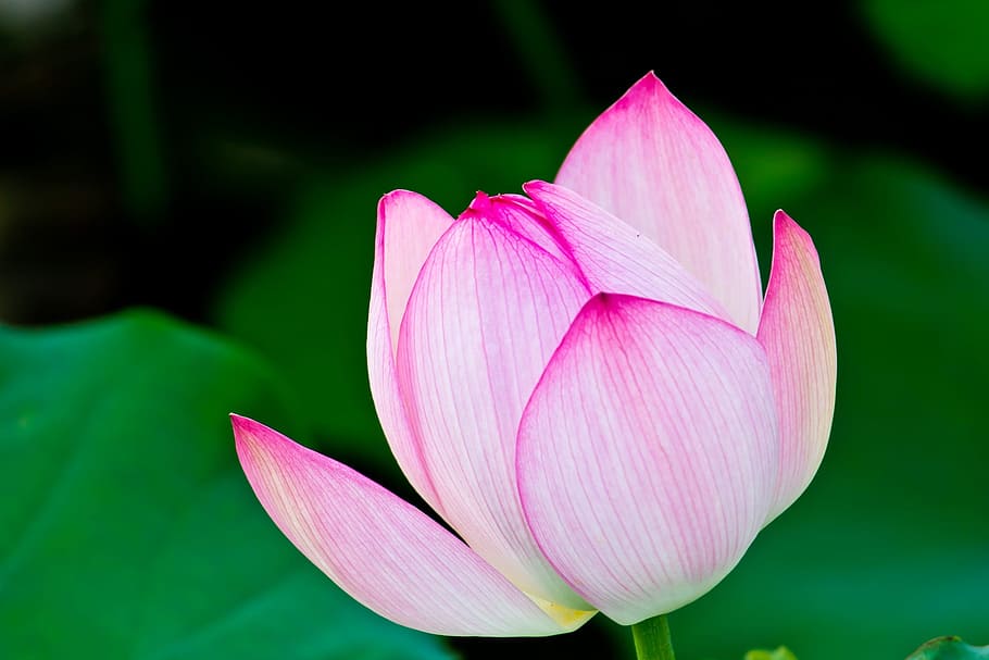 flower, foliage, natural, flowering plant, petal, vulnerability HD wallpaper