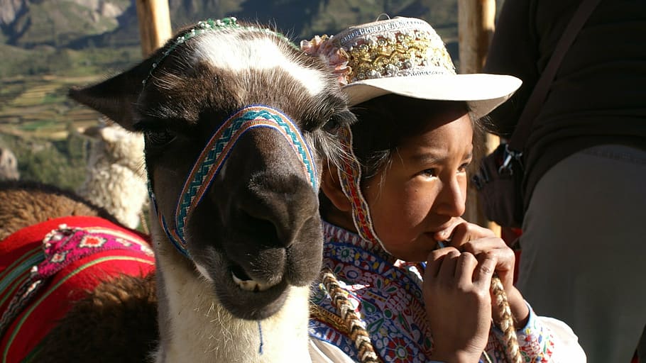 child, lama, peru, people, cultures, outdoors, mammal, domestic animals HD wallpaper