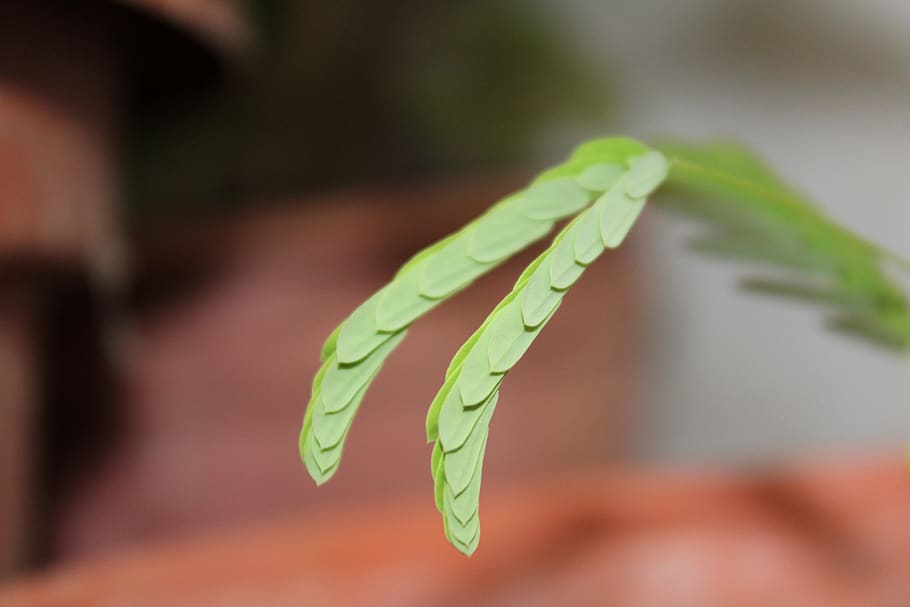 leaf, nature, plant, close-up, plant part, food and drink, green color HD wallpaper