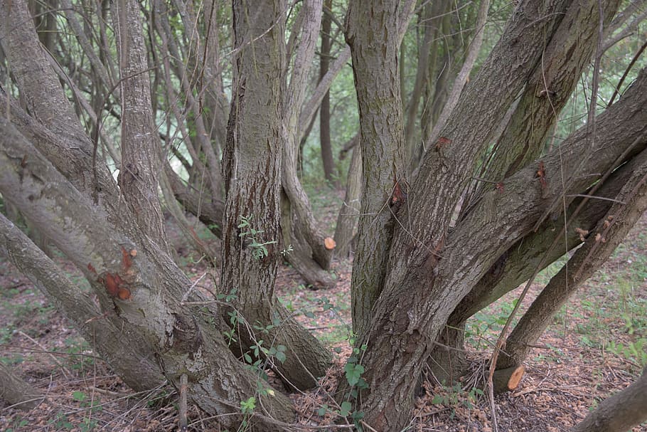 trunk, trees, field, bark, nature, wood, texture, trunk trees HD wallpaper