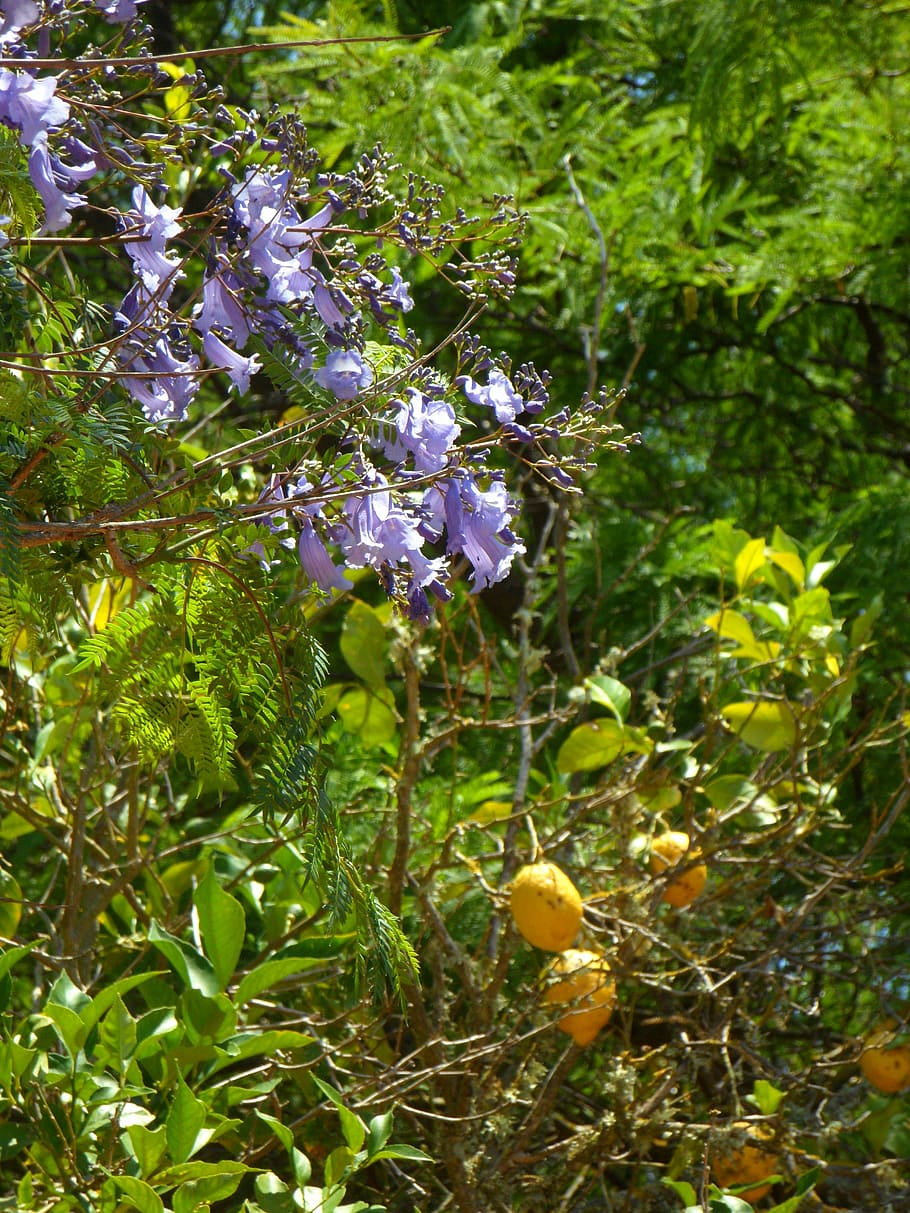 jacaranda, lemon tree, garden, mediterranean, plant, nature, HD wallpaper