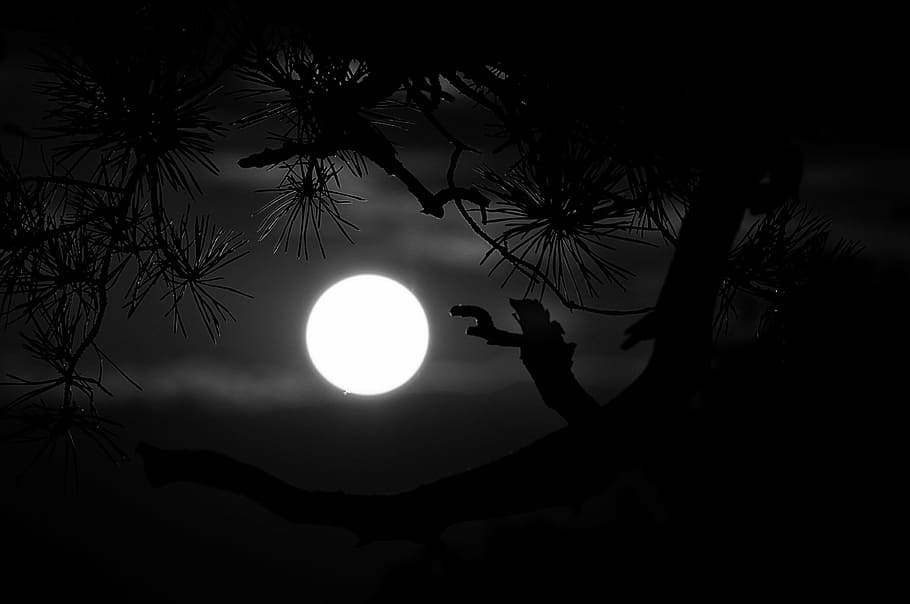 full moon scenery, midnight, black and white, silhouette, tree HD wallpaper
