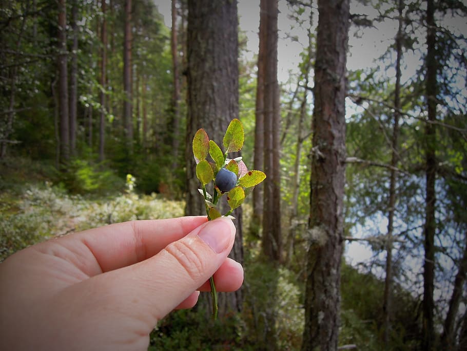 Forest blueberries 1080P, 2K, 4K, 5K HD wallpapers free download