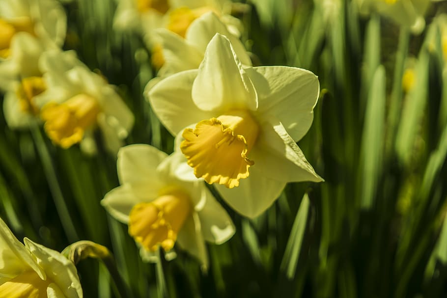 narcissus, daffodils, yellow, spring, flower, blossom, bloom HD wallpaper