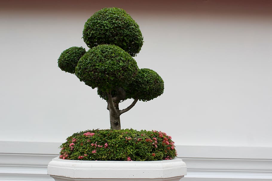 bonsai plant against white wall, tree, bäumchen, green, leaves HD wallpaper