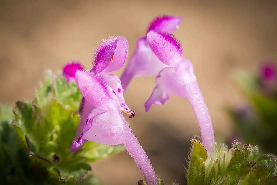 macro, blossom, bloom, dead nettle, nature, spring, close, pink HD wallpaper