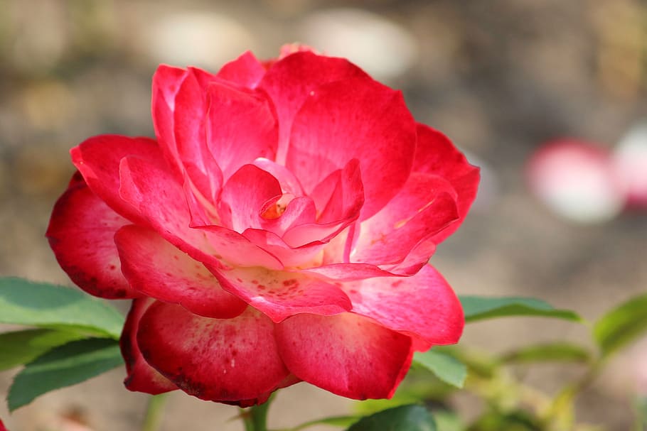 Rose, Red, Red, Red Rose, Blossom, Bloom, flower, nature, plant HD wallpaper