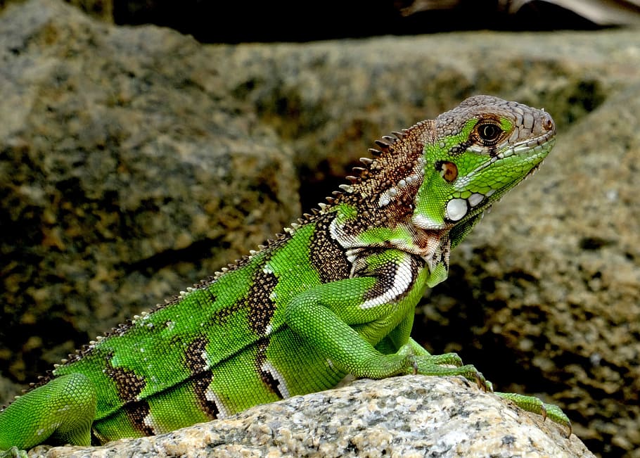 Iguana, Caribbean, Green, Lizard, reptile, animal, creature HD wallpaper
