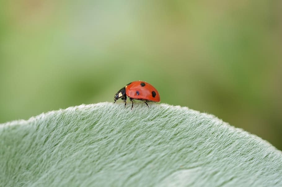 ladybug on green surface, animal, insect, nature, macro, summer HD wallpaper
