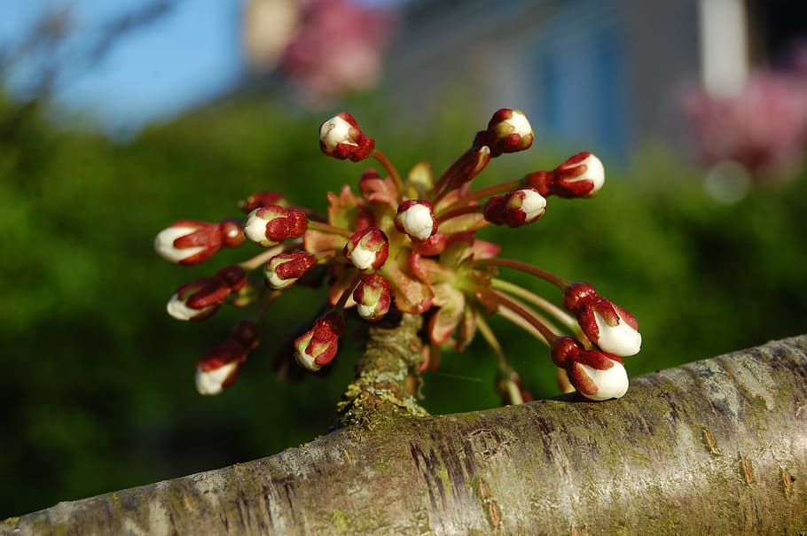 spring, bud, tree, nature, flowers, plant, branch, growth, close-up HD wallpaper