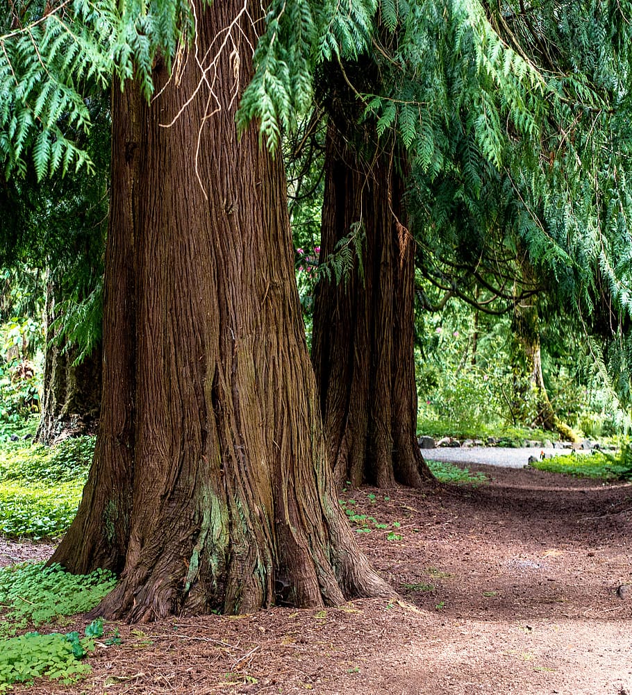 path through the cedars, trees, forest, hike, trail, green HD wallpaper