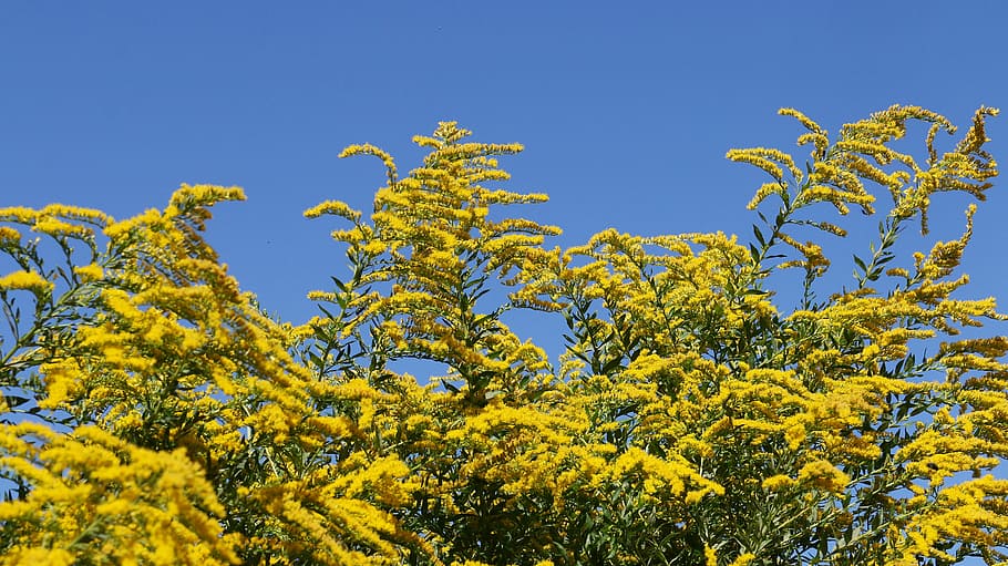 Berberis, Tree, Yellow, Flowers, Sky, blue, growth, no people HD wallpaper