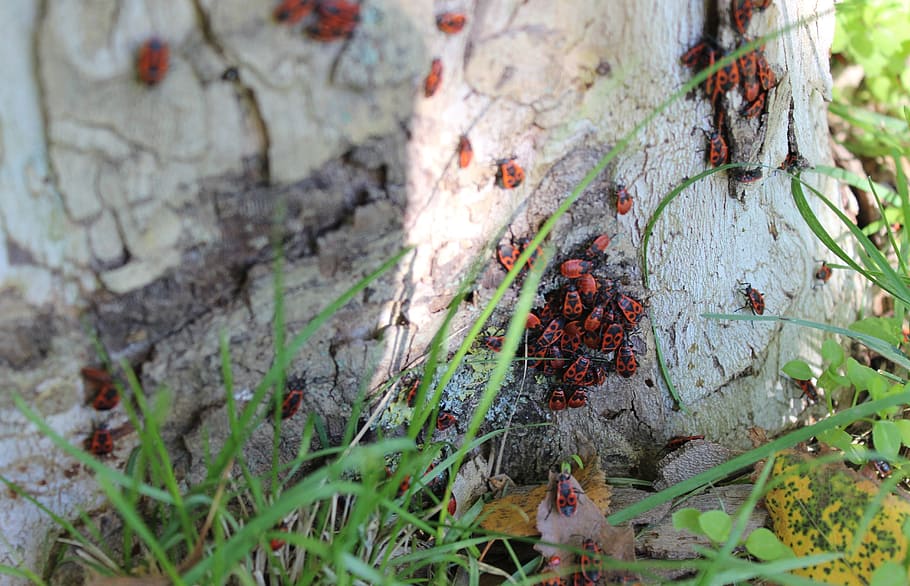 Beetles, Tree, Insects, beetle firefighter, grass, meadow, green HD wallpaper