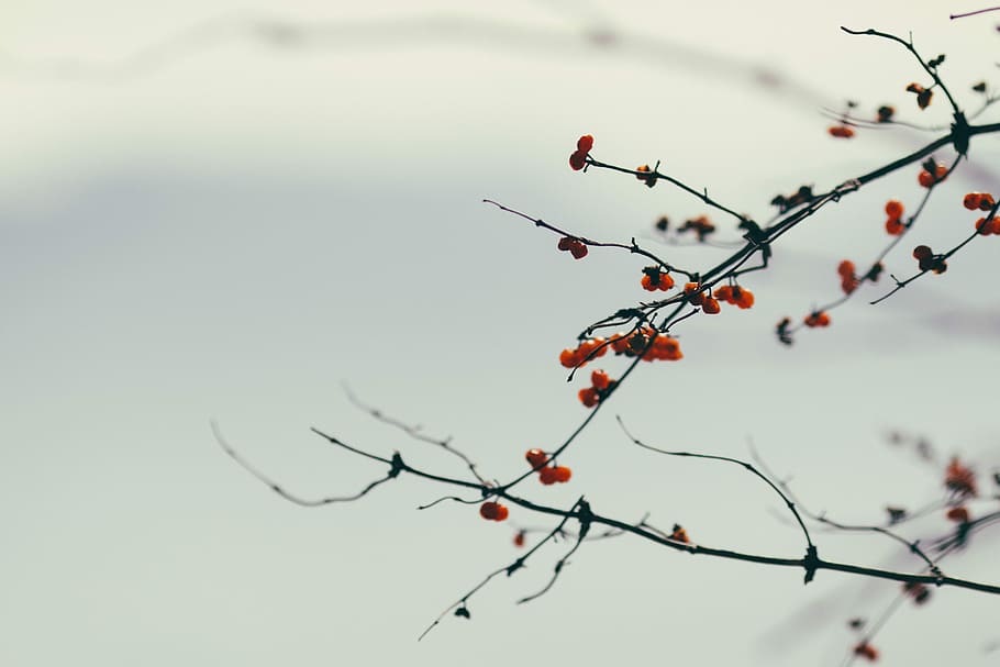 close-up photography of red fruits, focus photography of leafless tree HD wallpaper