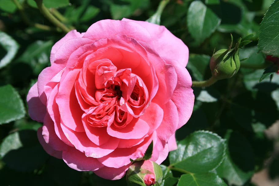 rose, pink, deep, double, petals, dense centre, english, david austin HD wallpaper