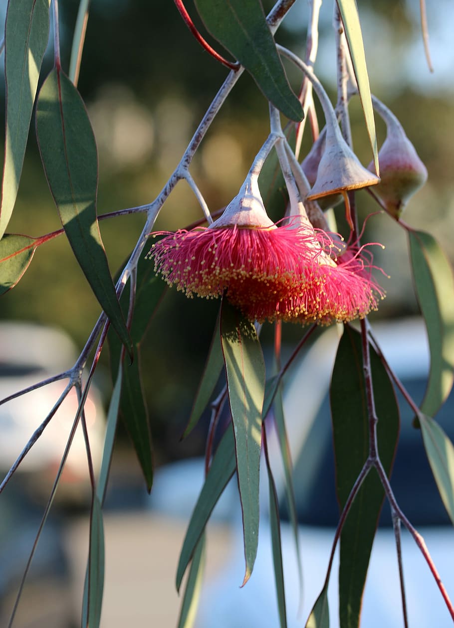 eucalyptus, eucalyptus leaves, eucalyptus blossom, leaf, gum blossom, HD wallpaper