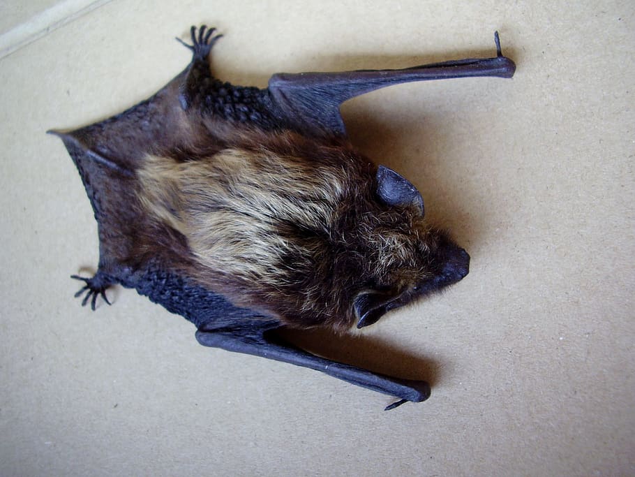 bat, night mouse, nature, drakula, animal themes, one animal HD wallpaper