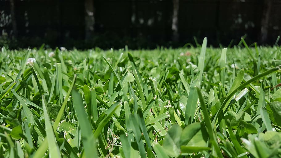 grass, green, perspective, green color, plant, growth, nature HD wallpaper