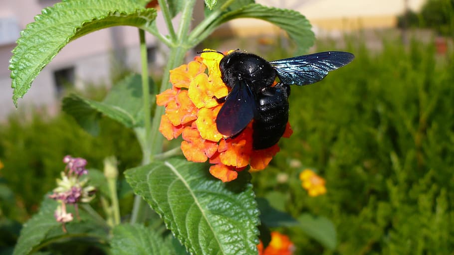 nature, black, insect, blossom, bloom, animal themes, flower HD wallpaper
