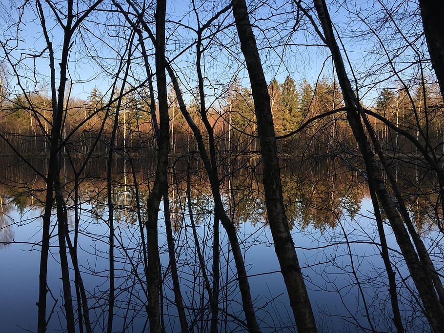 forest, forest lake, contrast, mirror, mirroring, wood, trees HD wallpaper