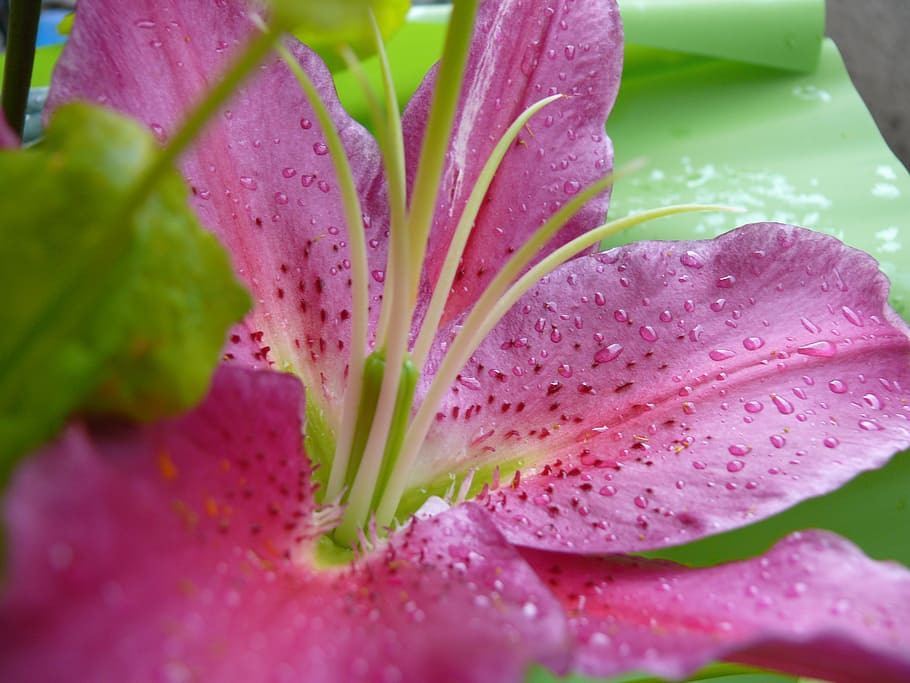 flower, rose, lilium, natural, drop of water, leaf, flower leaf, HD wallpaper