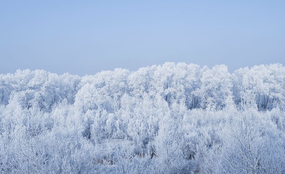 white snow covered trees, winter, frost, ze, cold, forest, landscape HD wallpaper