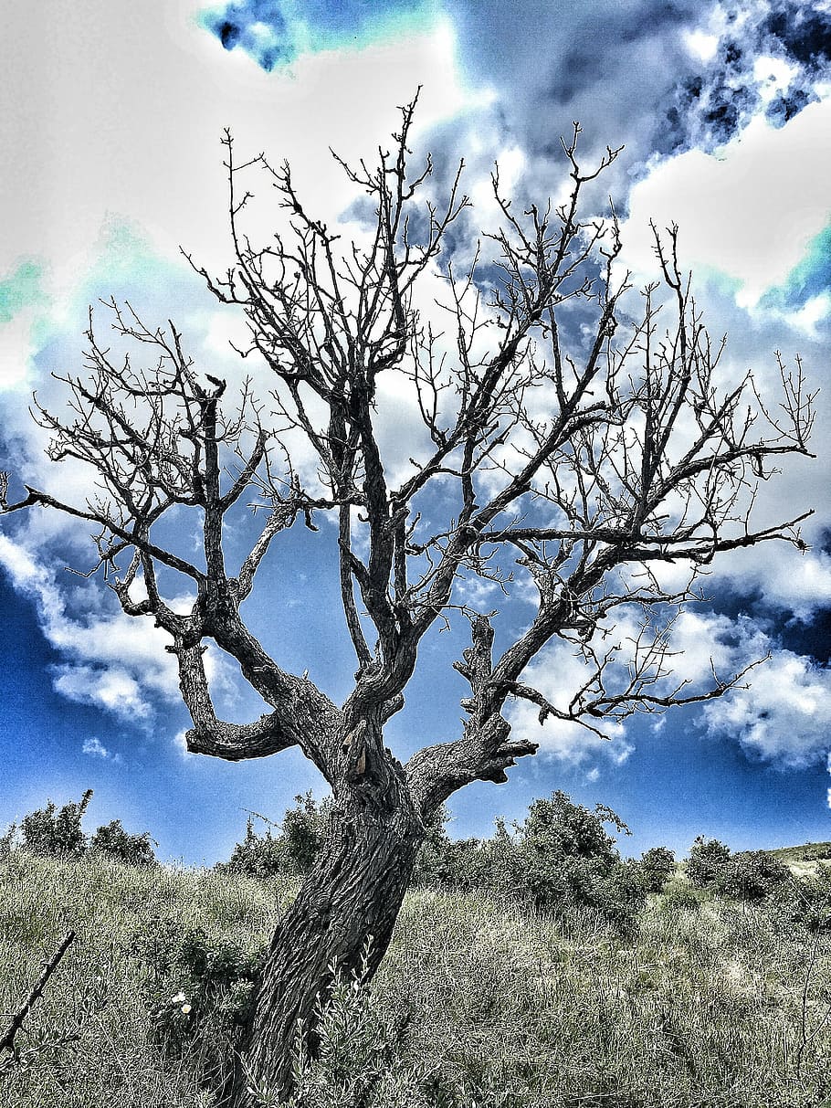 dry, pear, tree, nature, dramatic, sky, landscape, cloud - sky HD wallpaper