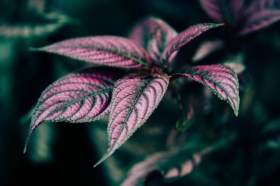 macro photography of red leafed plant, shallow focus photography of red and black flower HD wallpaper