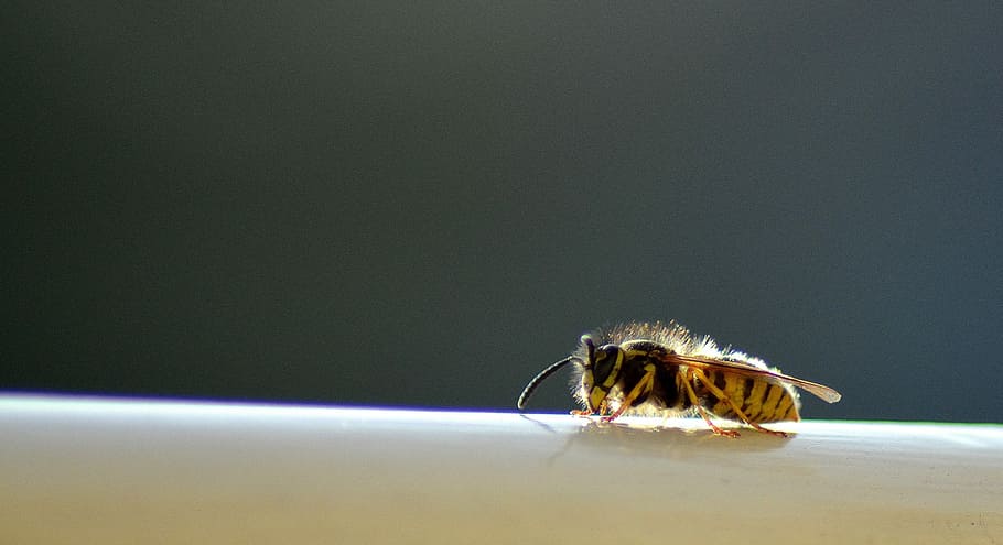 wasp, insect, nature, light, animal themes, invertebrate, one animal HD wallpaper