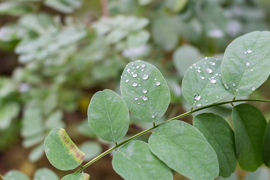drops, rosa, rain, macro, rain drops, foliage, acacia, droplets HD wallpaper
