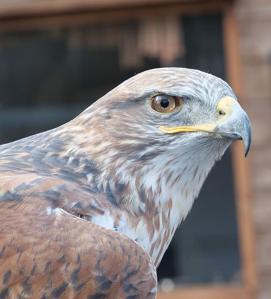 ferruginous hawk, raptor, eagle, falconry, prey, bird, wildlife HD wallpaper