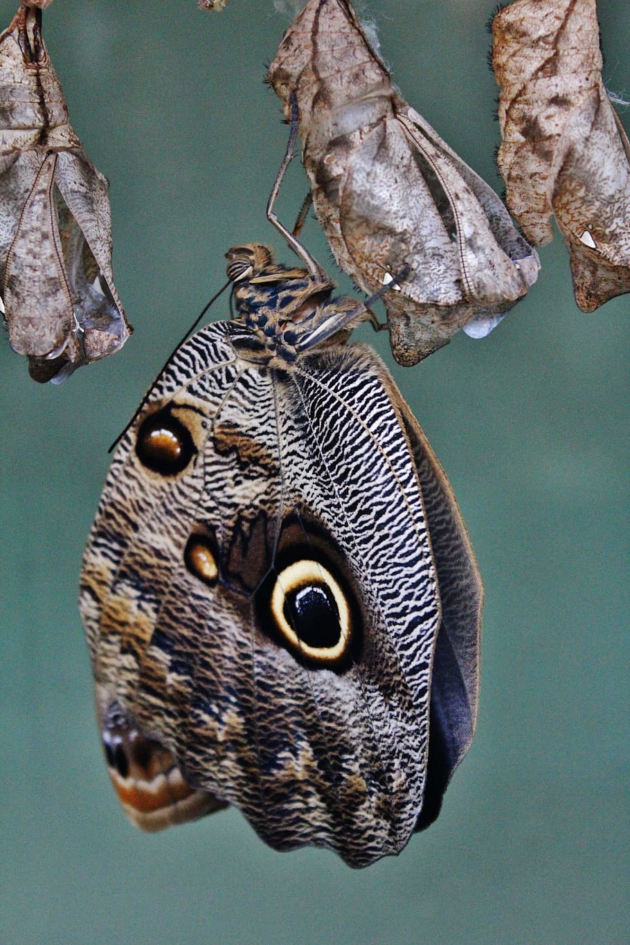 Butterfly, Insect, Larva, animal, nature, wildlife, butterfly - Insect HD wallpaper