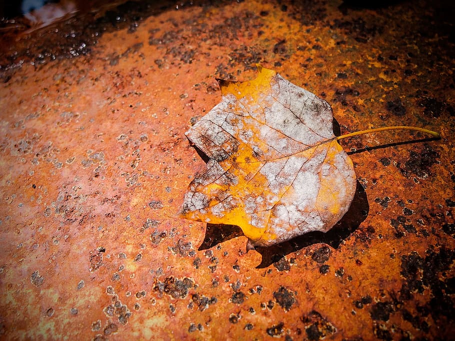 Leaf, Fall, Metallic, Orange, rusty, fall leaves, autumn, season HD wallpaper