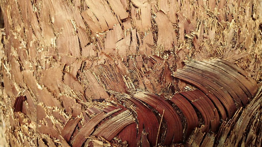 bark, palm tree, rough, pattern, dry, nature, closeup, background HD wallpaper