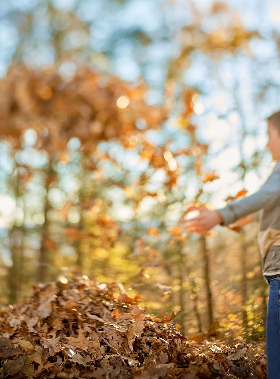 leaves, autumn, fall, october, orange, season, woods, forest HD wallpaper