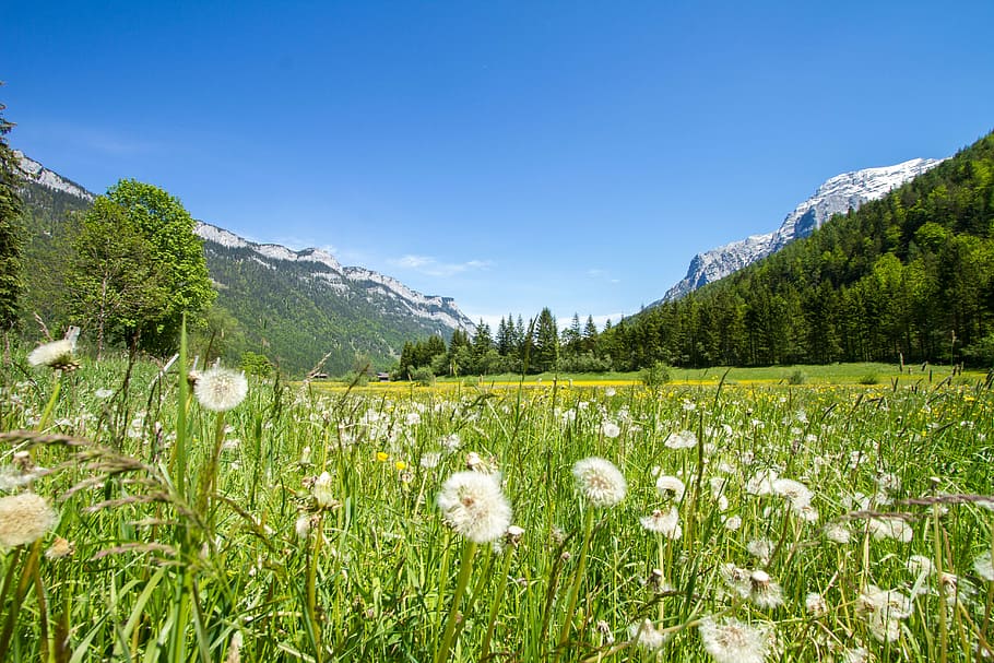 dandelion field, meadow, grass, idyll, relax, landscape, green HD wallpaper