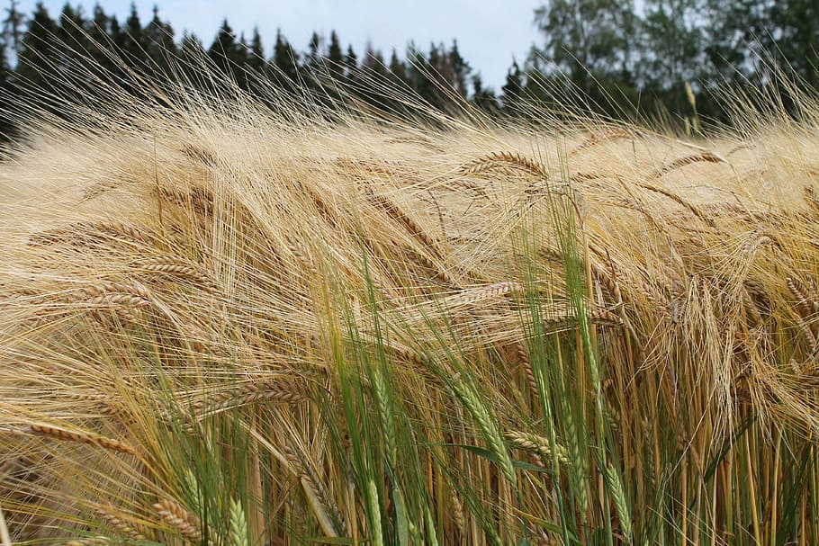 field, grain, summer, crop, agricultural, agriculture, farm field HD wallpaper