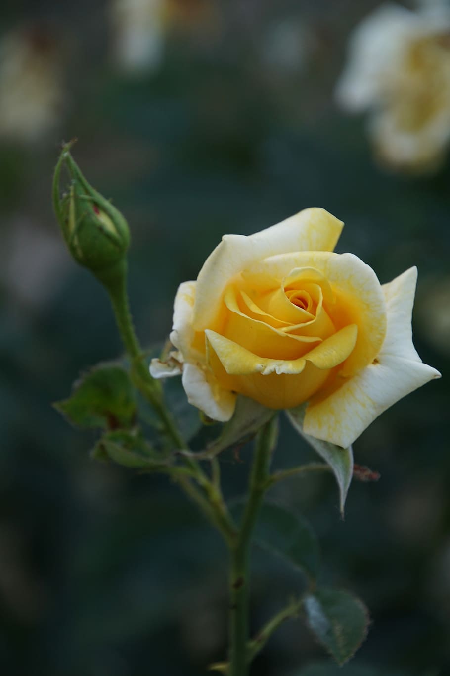 Blossom, Bloom, Close, Berolina, rose, rosaceae, red, purple HD wallpaper