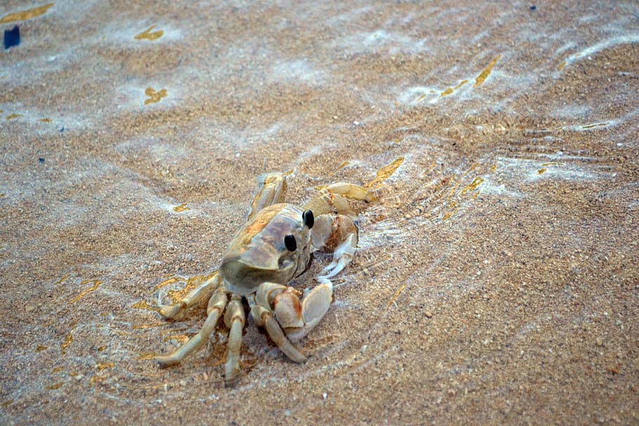 Crab, Beach, Sand, Seaside, summer, nature, one animal, animal themes HD wallpaper