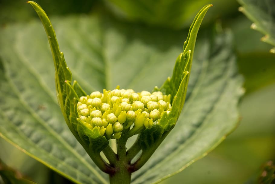 hydrangea, young, blossom, bloom, frisch, green, macro, leaves HD wallpaper