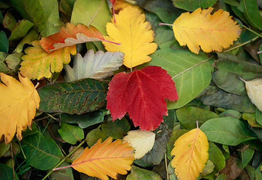 colorful autumn, assorted-color of leaves during daytime, fall HD wallpaper
