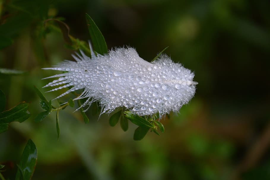 feather, wet, nature, dew, drip, plant, close-up, focus on foreground HD wallpaper