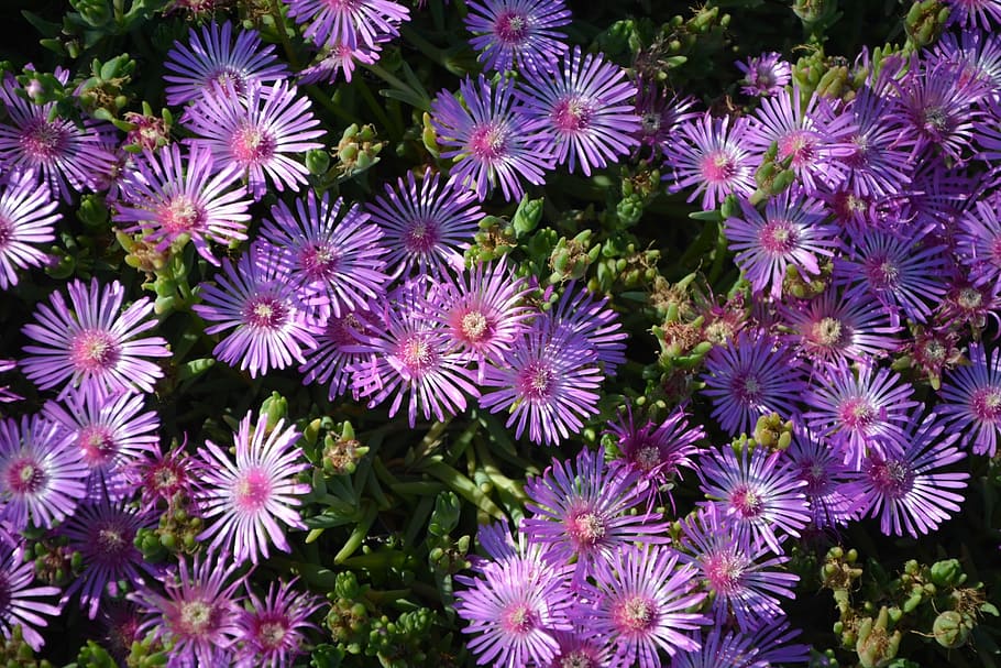 Flower, Mallows, Nature, Spring, Plant, massif, purple, growth HD wallpaper