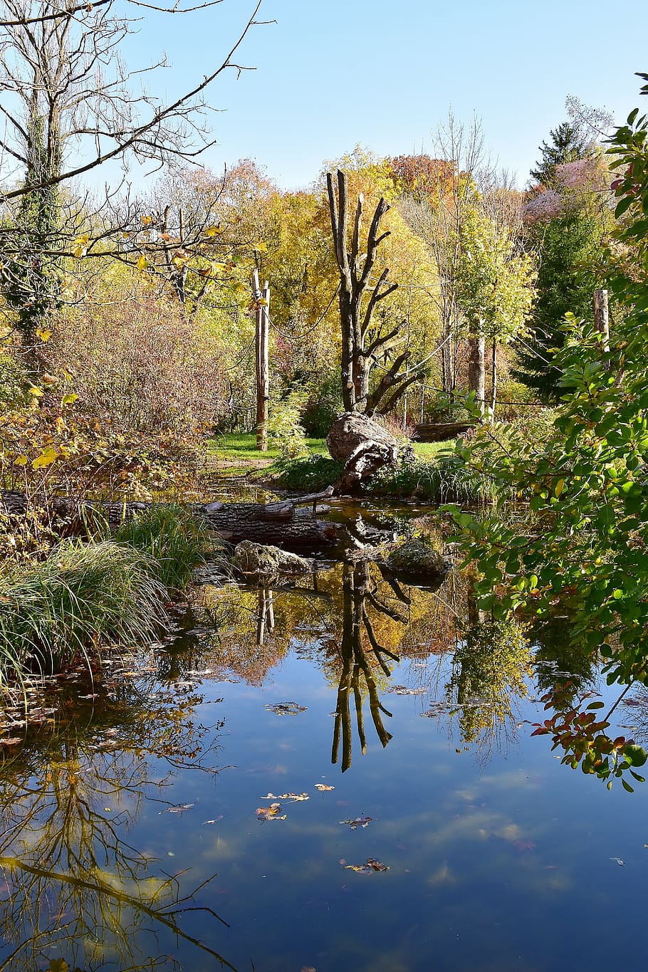 bare tree beside pond, water, mirroring, river, reflections HD wallpaper