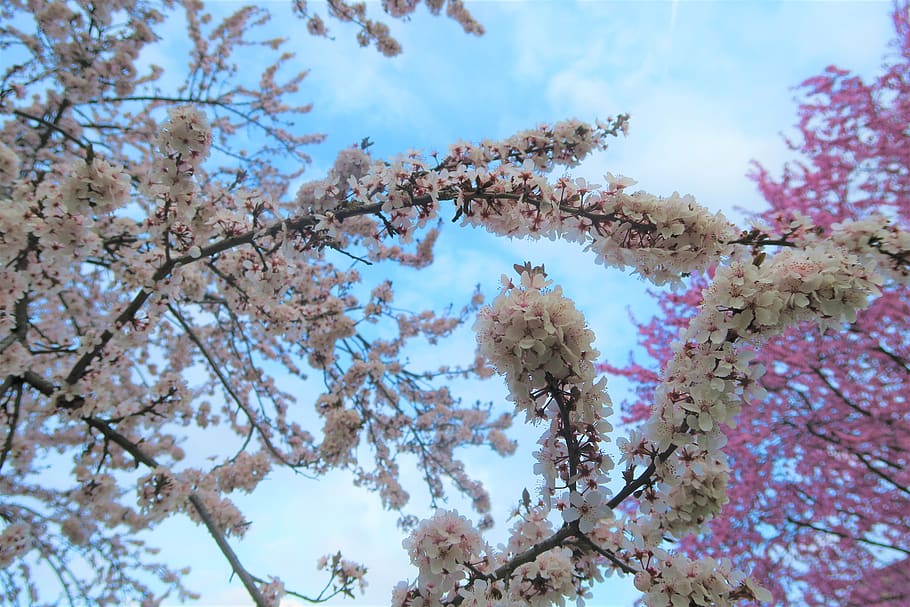 tree, current season, spring, nature, plant, low angle view HD wallpaper