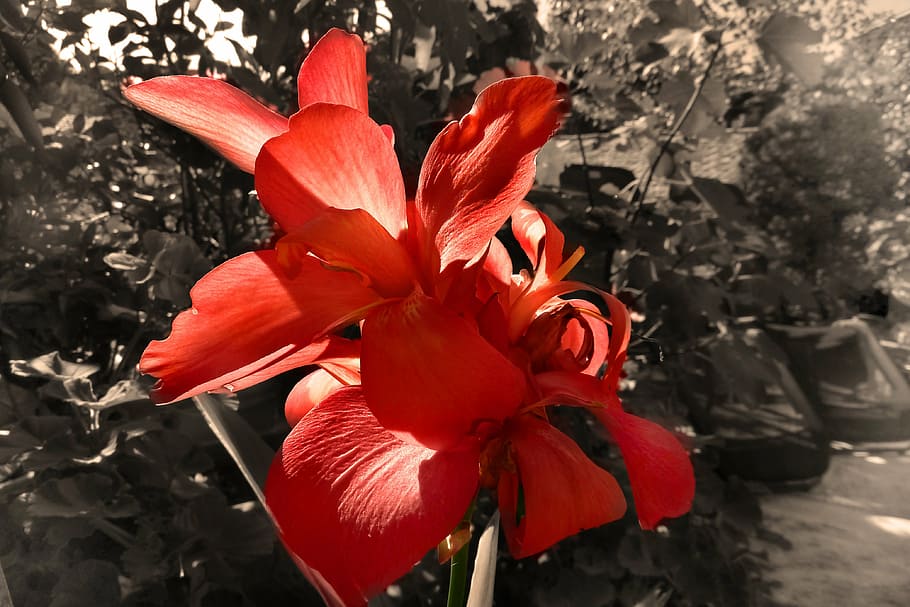 flower, blossom, bloom, spring, plant, red, back light, color HD wallpaper